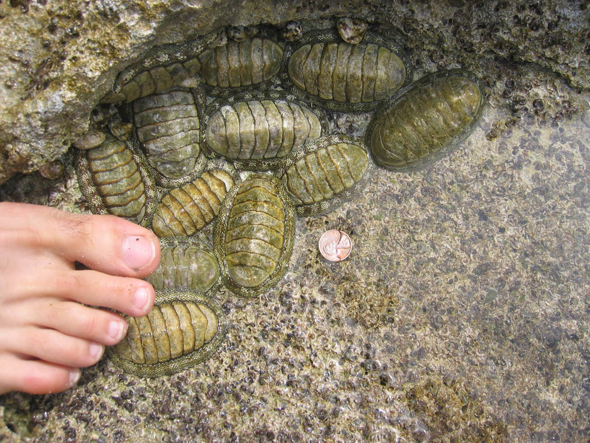 Image result for CHITON