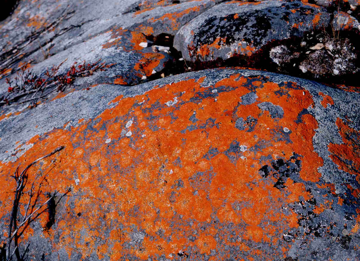 Red lichen growing on a rock in Canada – similar to what is found on Kilimanjaro
