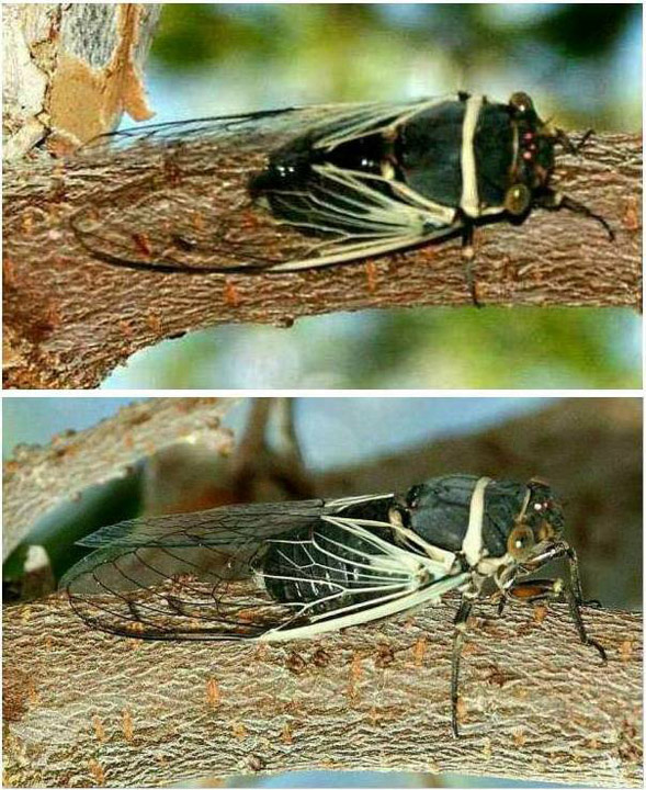 Summer_cicada