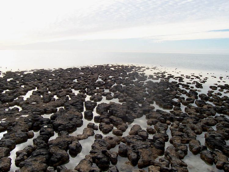 Stromatolites_in_hamlin_pools,_shark_bay,__western_australia copy