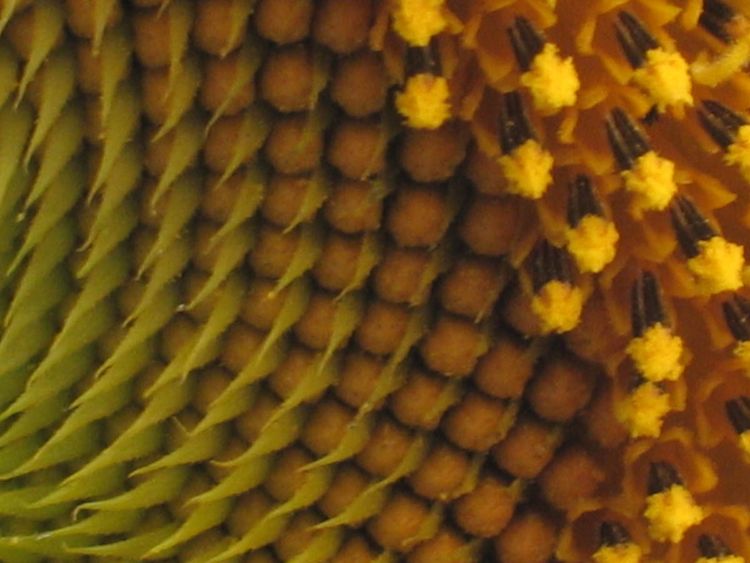 Golden-mean-sunflower copy