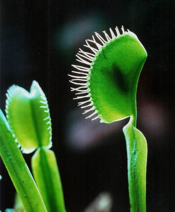 Venus_fly_trap copy