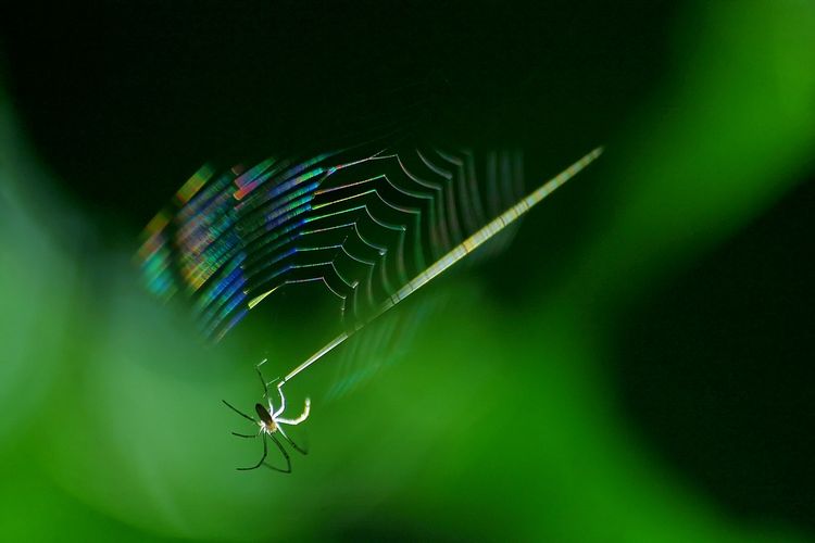 20090729 - Spider Web Diffraction