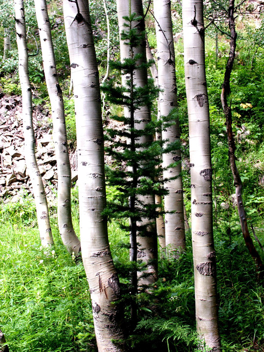 073109_aspen