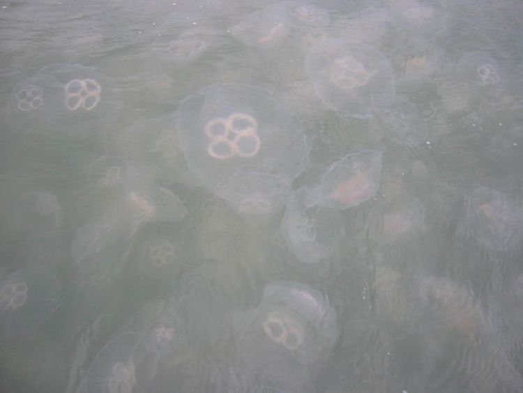 Jellyfish copy
