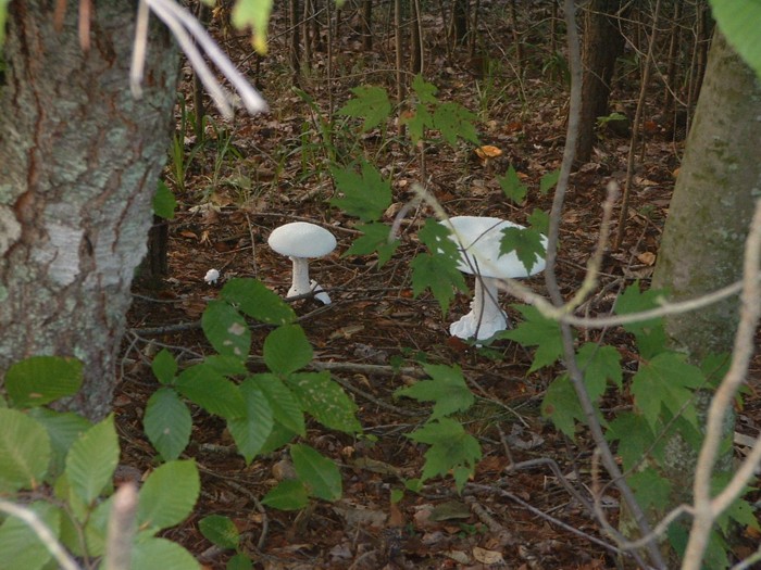 White_mushrooms____