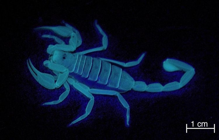 Fluorescentscorpion2