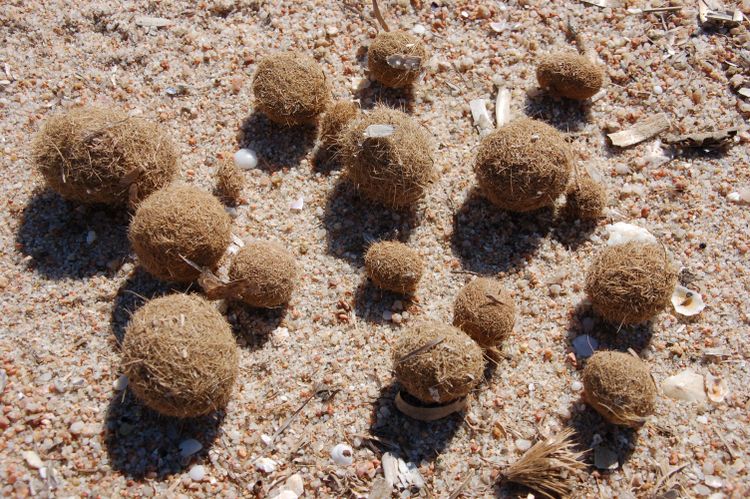20090813 - Sea Balls on Sardinian Shore